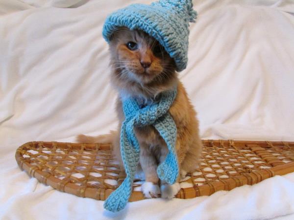 /Images/uploads/Cat Welfare Association/catwelfarecalendarcontest/entries/459thumb.jpg